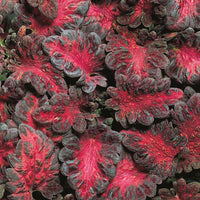 Coleus 