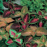 Coleus 