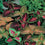 Coleus " Rainbow Mixed " Exotic 50 Flower Seeds