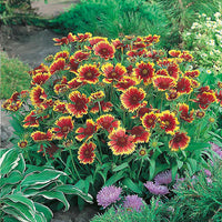 Gaillardia 