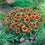 Gaillardia " Goblin " Exotic 20 Flower Seeds