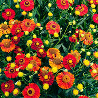 Gaillardia 