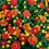 Gaillardia " Mixed Hybird " Exotic 20 Flower Seeds