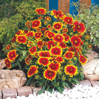 Gaillardia 