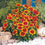 Gaillardia " Arizona Sun " Exotic 20 Flower Seeds