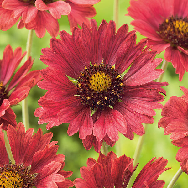 Gaillardia " Firewheels " Exotic 20 Flower Seeds