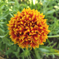 Gaillardia 