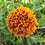 Gaillardia " Pulchela Mix " Exotic 20 Flower Seeds