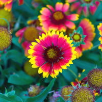 Gaillardia 