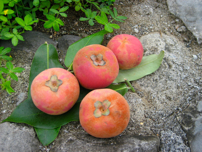 Velvet Apple - Diospyros blancoi Fruit Plant