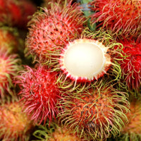 Hybrid Rambutan ( Maharlika ) Fruit Plant