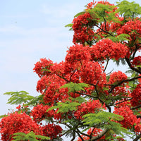 Gulmohar - Delonix regia Tree Plant