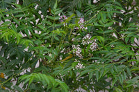 Malaveppu - Melia dubia Malavembu Tree Plant