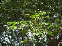 Malaveppu - Melia dubia Malavembu Tree Plant