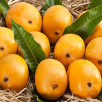 Mango - Malgova Mango Exotic Fruit Plant