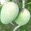 Mango - Mallika Mango Exotic Fruit Plant