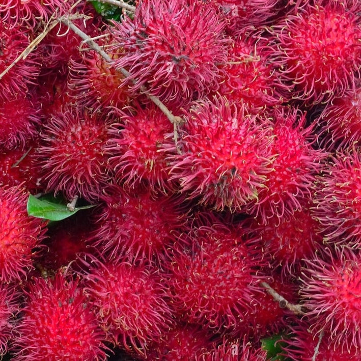 Hybrid Rambutan ( Malwana ) Fruit Plant