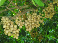 Langsat - Lansium domesticum Fruit Plant