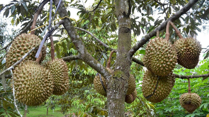 Durian - Durio zibethinus Plant