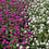 Gomphrena " Choice Mixed " Exotic 20 Flower Seeds