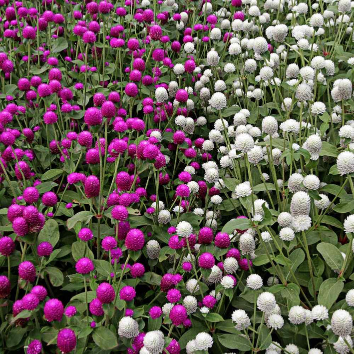 Gomphrena " Choice Mixed " Exotic 20 Flower Seeds