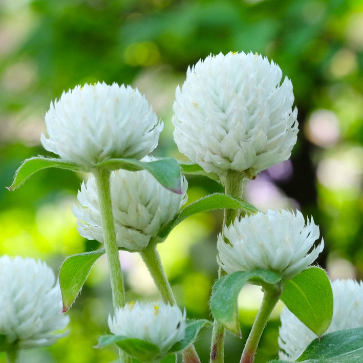 Gomphrena " Gnome White " Exotic 20 Flower Seeds