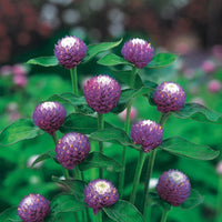 Gomphrena 