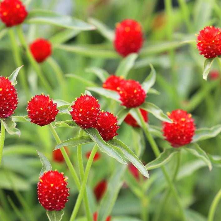 Gomphrena " Strawberry Fields " Exotic 20 Flower Seeds