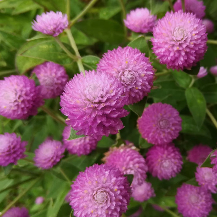 Gomphrena " Gnome Pink " Exotic 20 Flower Seeds