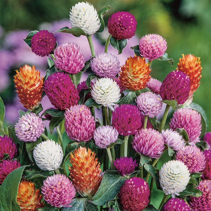 Gomphrena " Mixed " Exotic 20 Flower Seeds