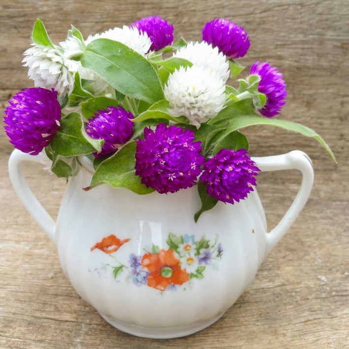 Gomphrena " Globe Mixed " Exotic 20 Flower Seeds