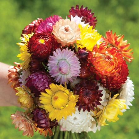 Helichrysum " Sultane Mixed " Exotic 30 Flower Seeds