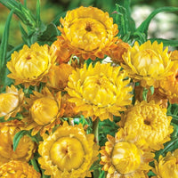 Helichrysum 