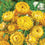 Helichrysum " Lemon Yellow " Exotic 30 Flower Seeds