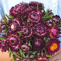 Helichrysum 