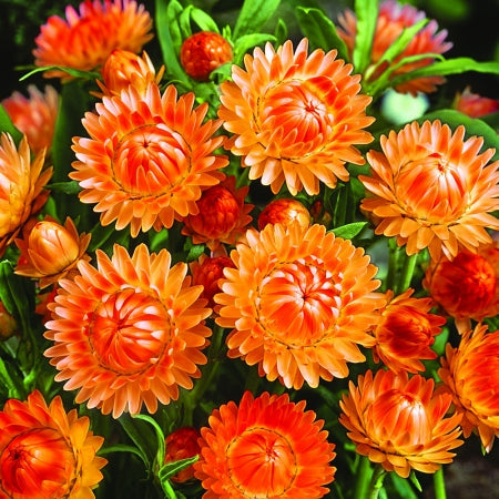 Helichrysum " Orange Delight " Exotic 30 Flower Seeds