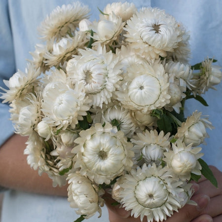 Helichrysum " Vintage White " Exotic 30 Flower Seeds