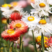 Helichrysum 