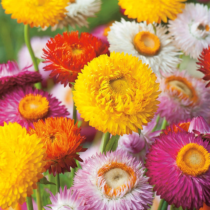 Helichrysum " Strawflow " Exotic 30 Flower Seeds