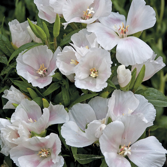 Godetia " Memoria " Exotic 30 Flower Seeds