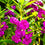 Balsam " Bush Purple " Exotic 30 Flower Seeds