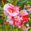 Balsam " Pinkish Red " Exotic 30 Flower Seeds