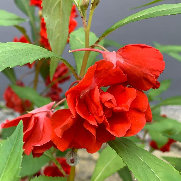 Balsam " Rose Colour " Exotic 30 Flower Seeds