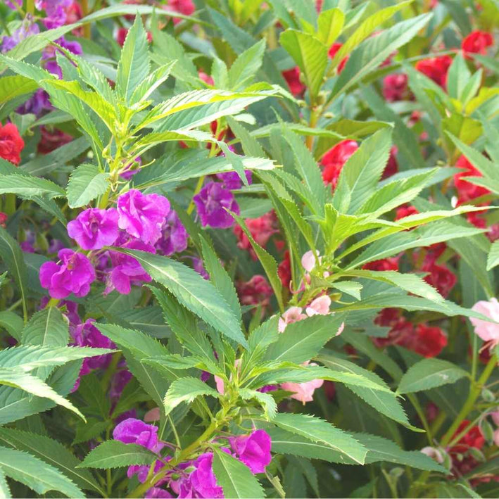 Balsam " Bush Mixed " Exotic 30 Flower Seeds