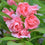 Balsam " Camellia Mix " Exotic 30 Flower Seeds