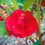 Balsam " Rosemine " Exotic 30 Flower Seeds