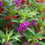 Balsam " Tom Thumb Mix " Exotic 30 Flower Seeds