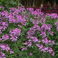 Cleome 