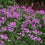 Cleome " Rosealita " Exotic 30 Flower Seeds