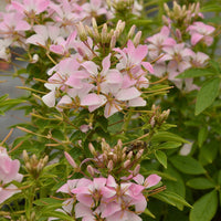 Cleome 